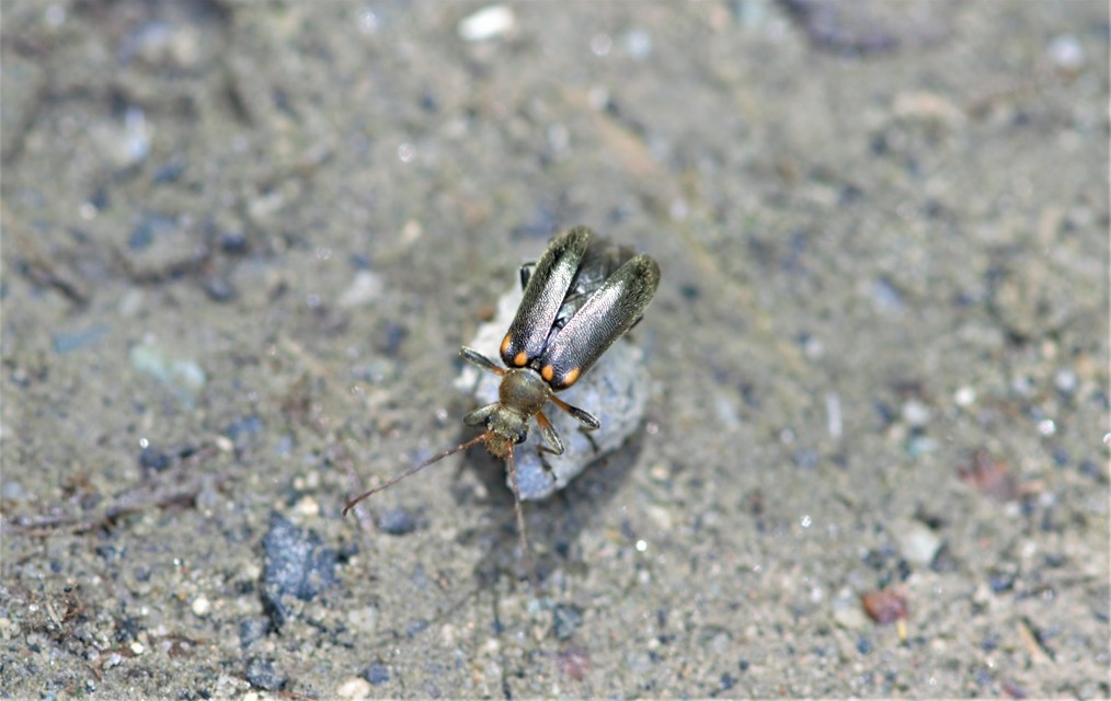 Cortodera humeralis - négyfoltos cserjecincér