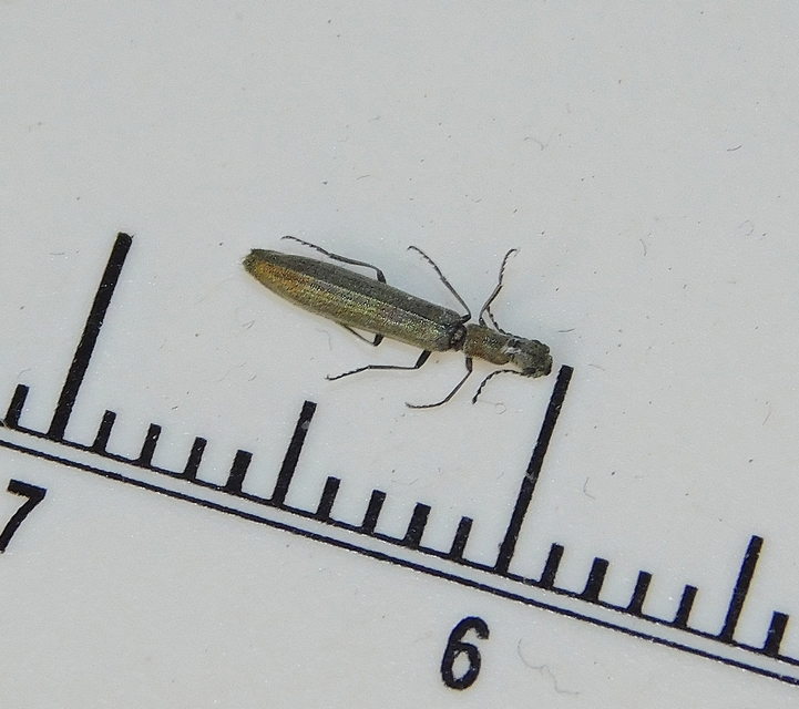 Dolichosoma lineare - ösztövér karimásbogár