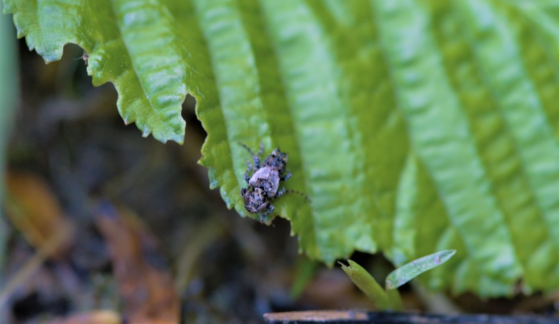 Pogonocherus hispidus - kéttövises ecsetcincér