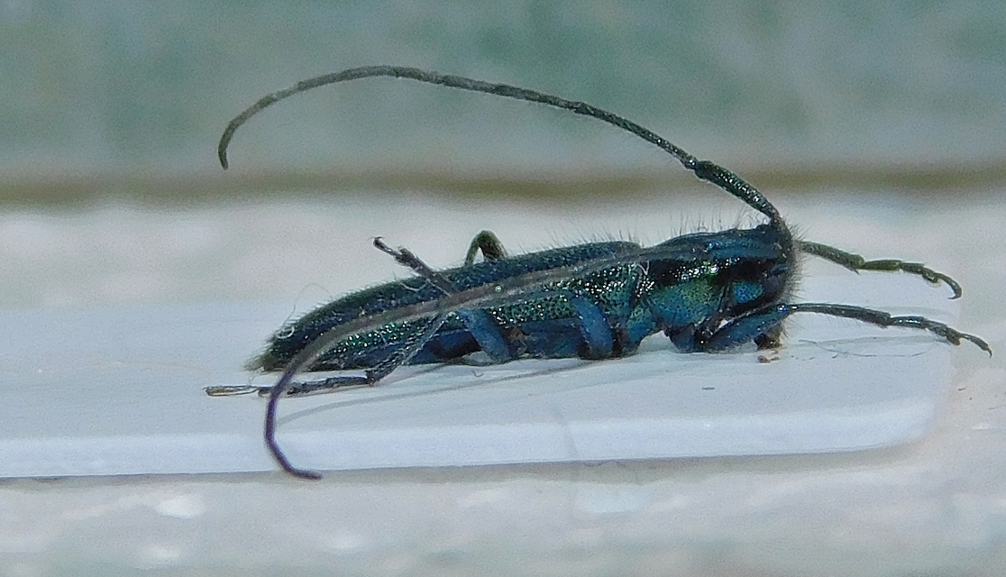 Agapanthia violacea - kék somkórócincér