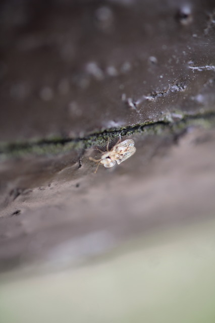 Corythucha