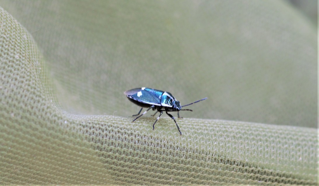 Eurydema oleracea - paréjpoloska Eurydema oleracea - paréjpoloska