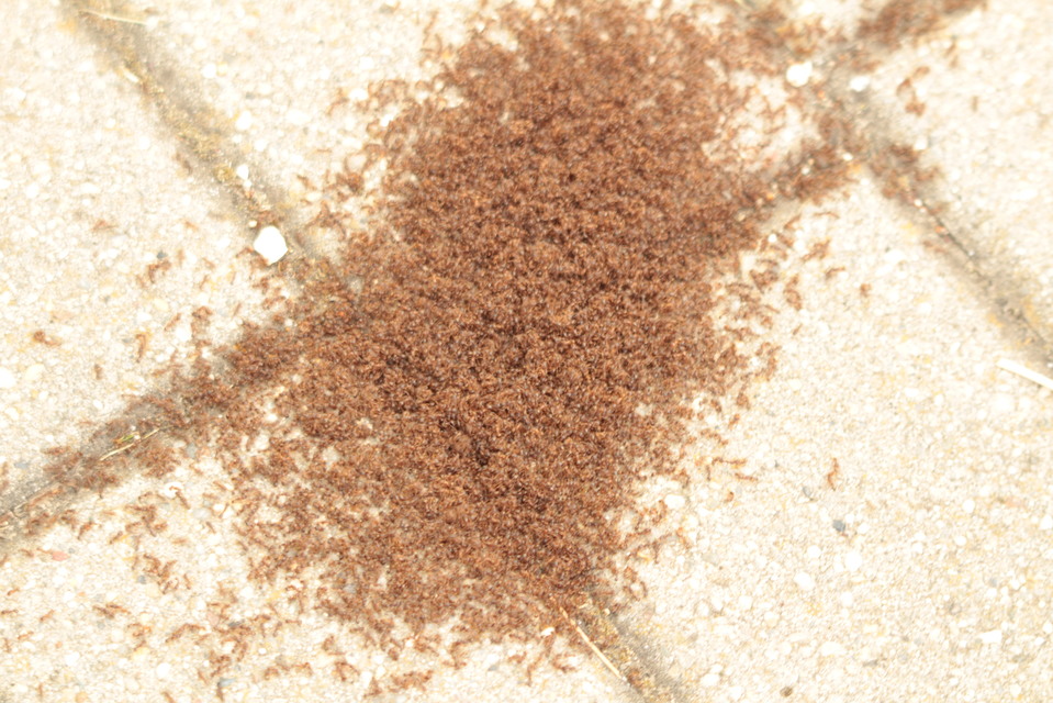 Tetramorium