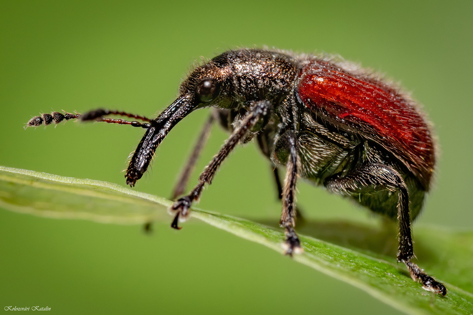 Tatianaerhynchites aequatus - piros kökényeszelény