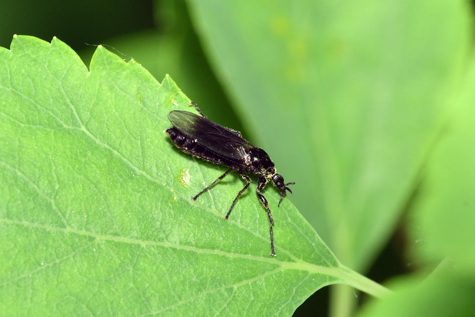 Bibionidae - bársonylegyek