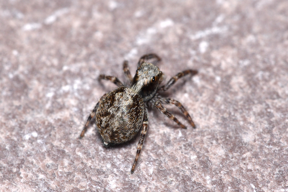 Pseudeuophrys