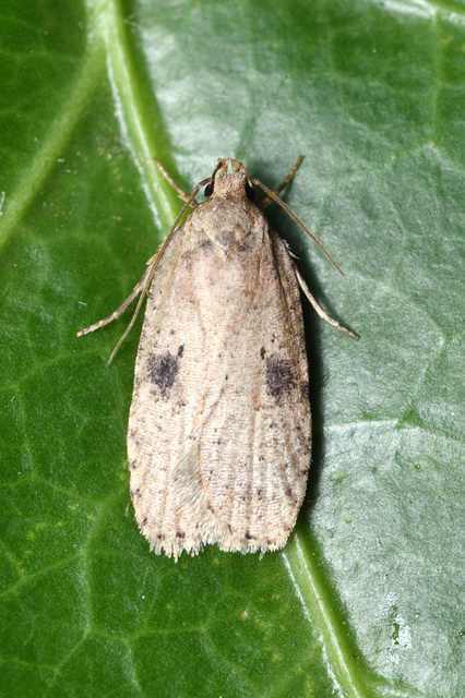 Agonopterix