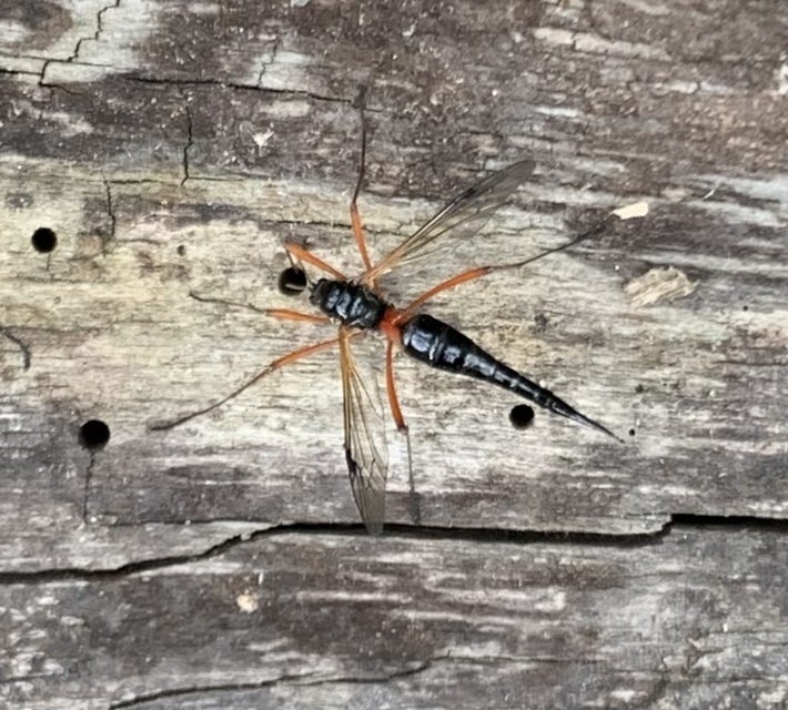 Tanyptera atrata - pirosfekete lószúnyog