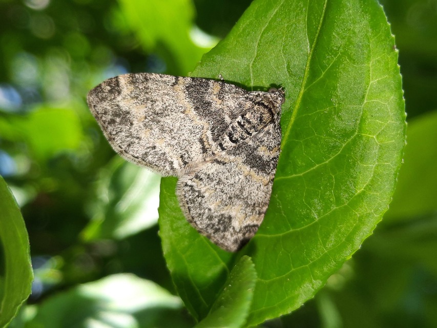 Lobophora halterata - szárnyfüggelékes araszoló