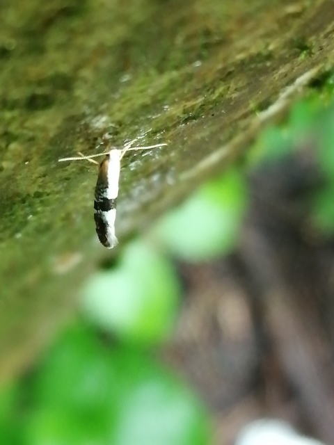 Argyresthia