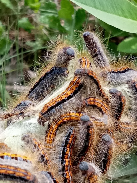 Malacosoma castrensis - kutyatejszövő