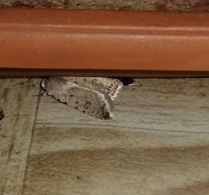 Paradrina clavipalpis - közönséges selymesbagoly