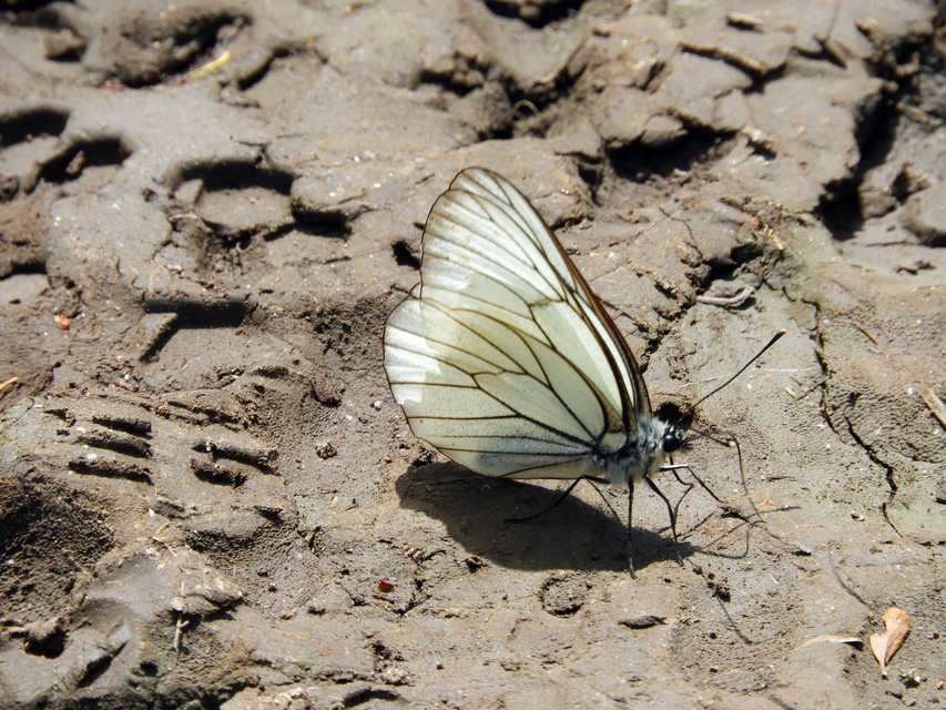 Aporia crataegi - galagonyalepke
