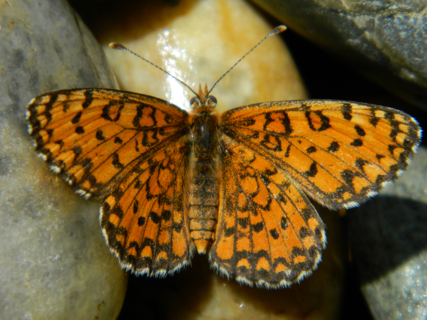 Melitaea trivia - kis tarkalepke