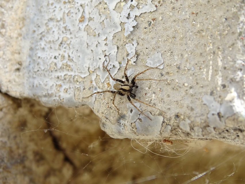 Pardosa alacris/lugubris