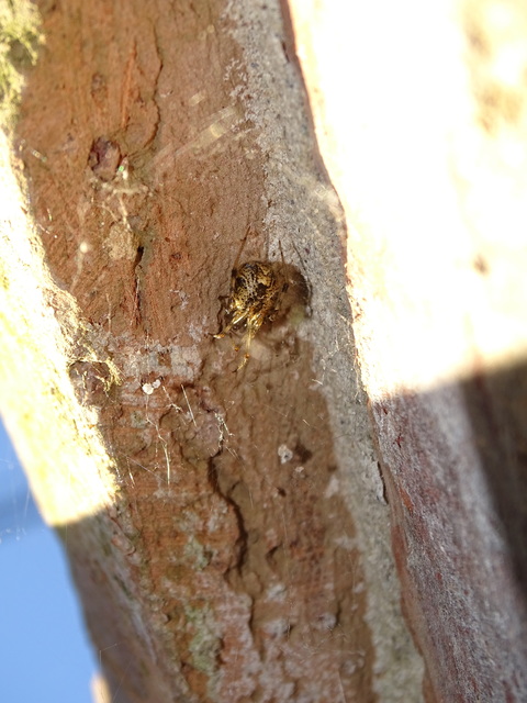 Parasteatoda tepidariorum - üvegházi törpepók