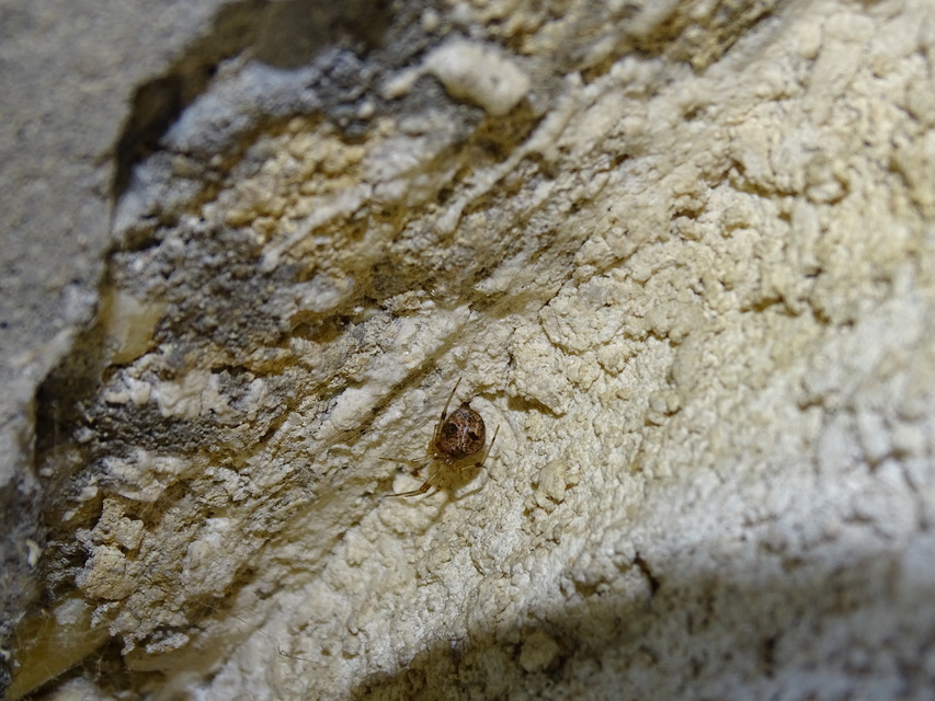 Parasteatoda tepidariorum - üvegházi törpepók
