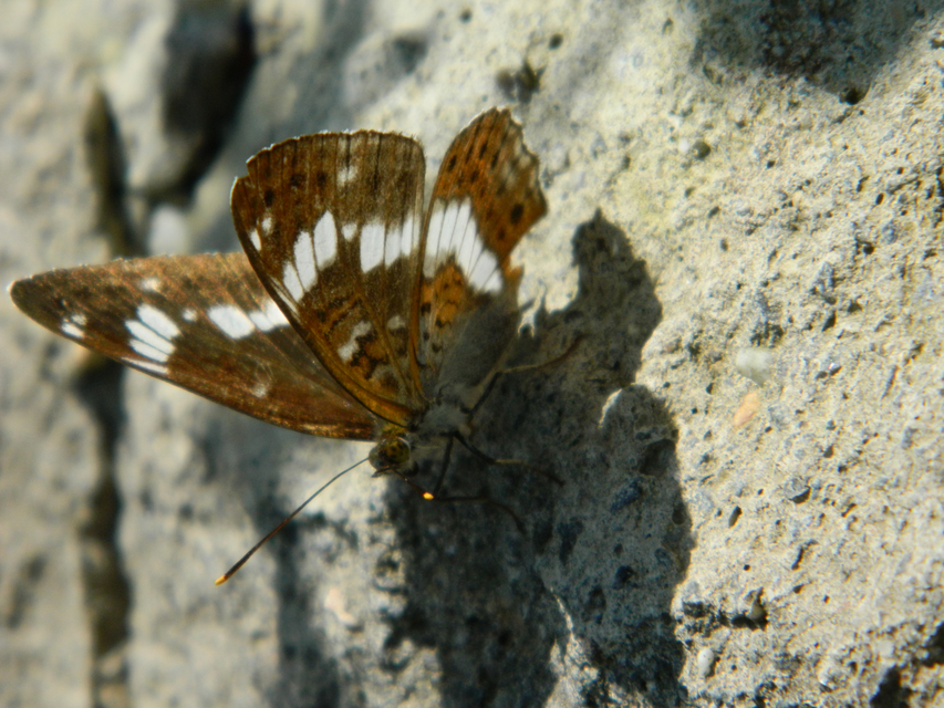 Limenitis camilla - kis lonclepke