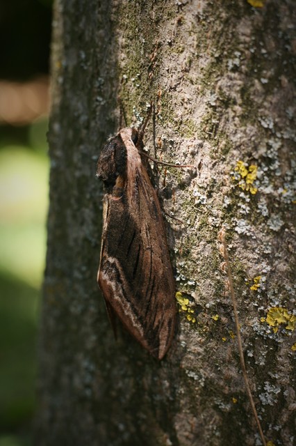 Sphinx ligustri - fagyalszender