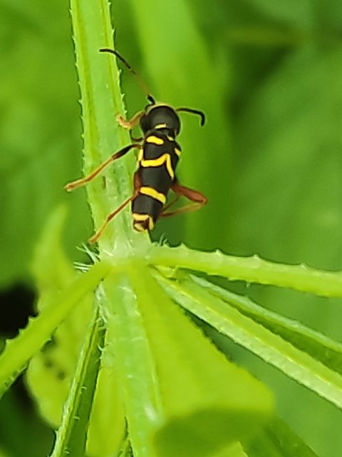 Clytus arietis - közönséges darázscincér