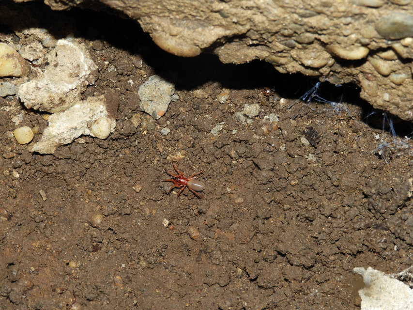 Dysdera