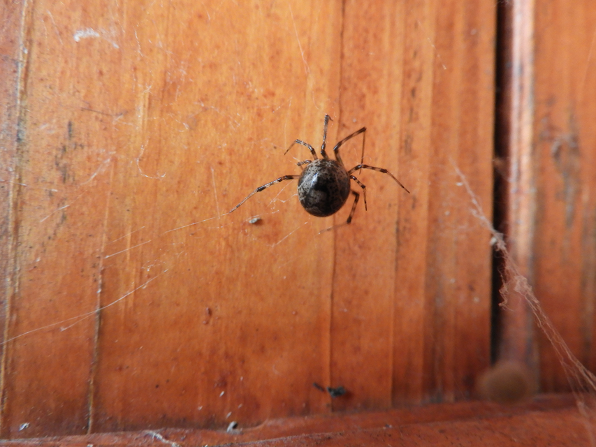 Parasteatoda tepidariorum - üvegházi törpepók