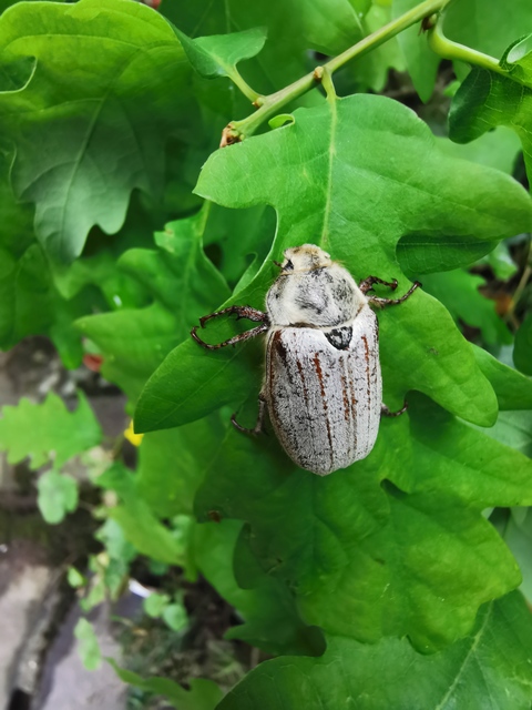 Melolontha pectoralis - hamvas cserebogár
