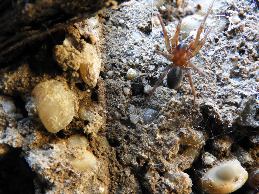 Amaurobius ferox - nagy eretnekpók