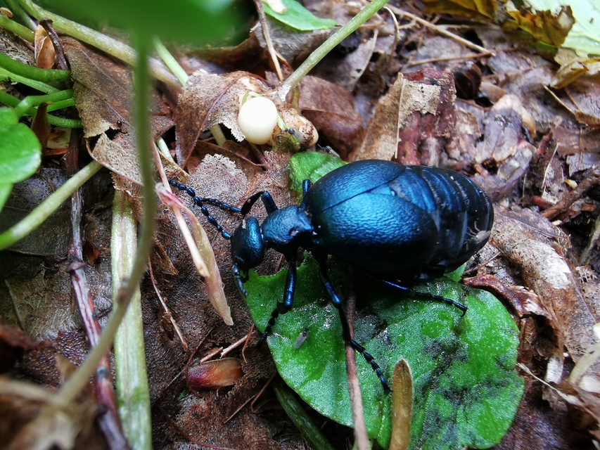 Meloe violaceus - kék nünüke