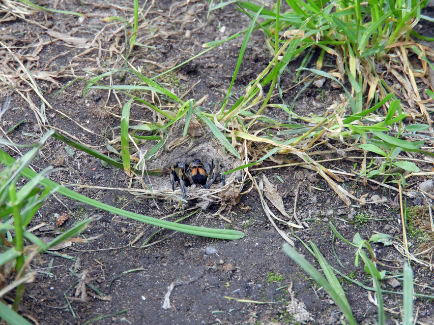 Geolycosa vultuosa - pokoli cselőpók