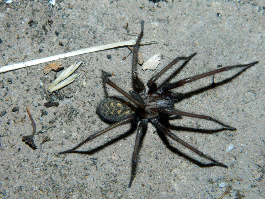 Eratigena atrica - nagy zugpók