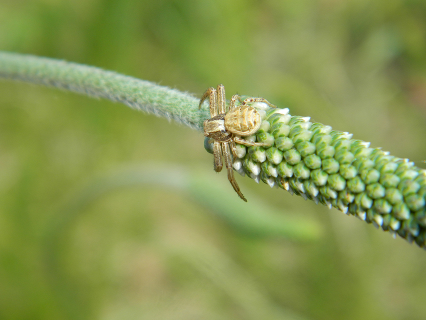 Xysticus kochi - közönséges karolópók