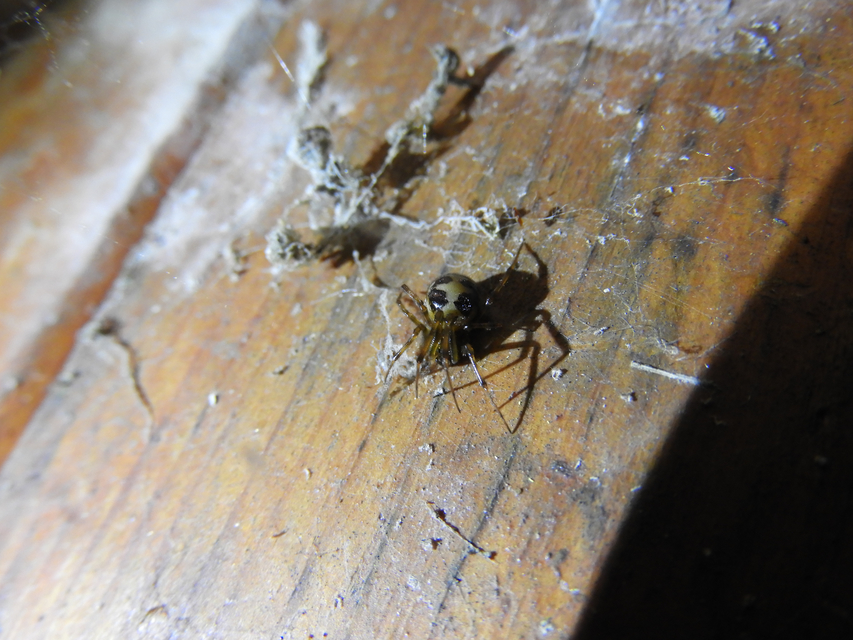 Steatoda triangulosa - háromszöges faggyúpók