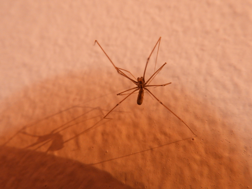 Pholcus opilionoides - kis álkaszáspók