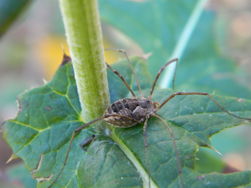 Phalangium opilio
