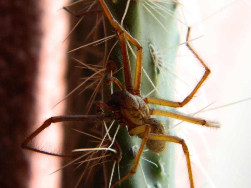 Eratigena agrestis - réti zugpók