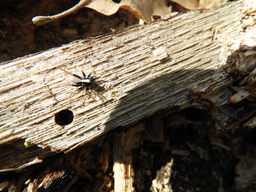 Pardosa alacris/lugubris