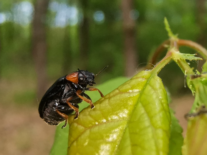Smaragdina aurita - feketehátú zsáklevelész
