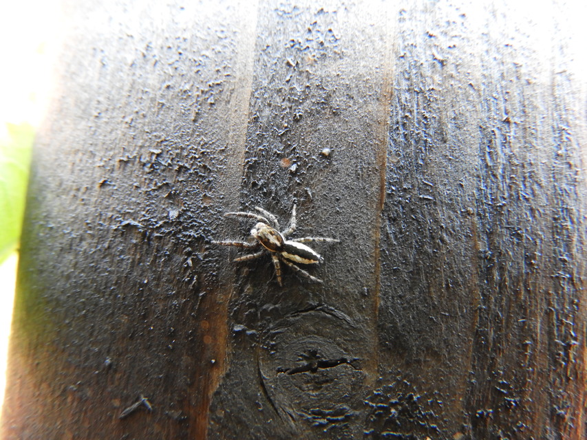 Pseudicius encarpatus - kéregugrópók