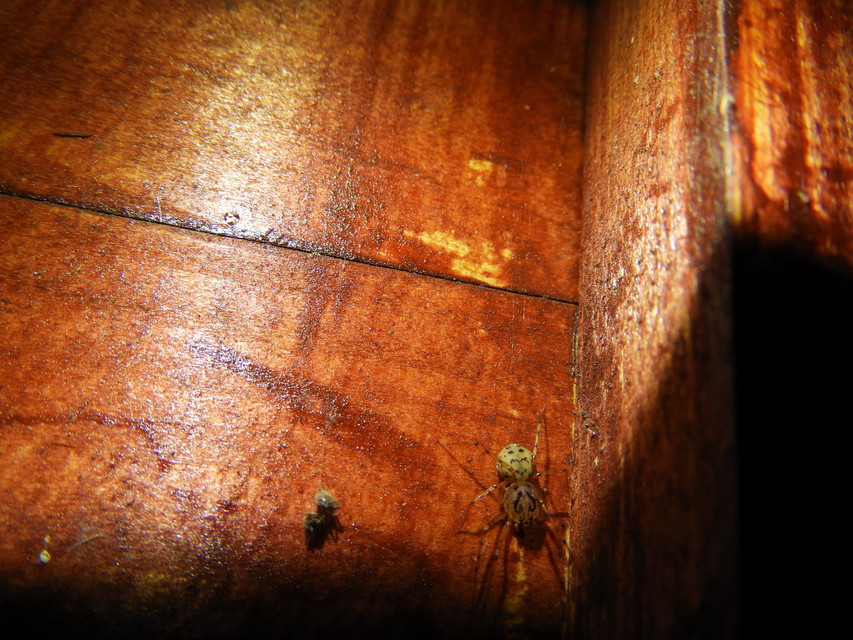 Scytodes thoracica - közönséges csupaszpók