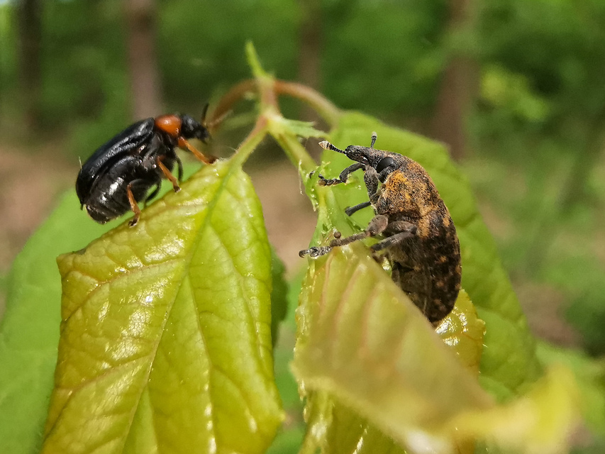 Larinus turbinatus - kúposorrú púderbarkó