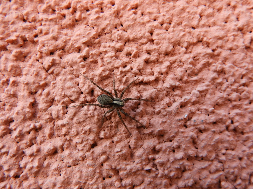 Pardosa alacris/lugubris