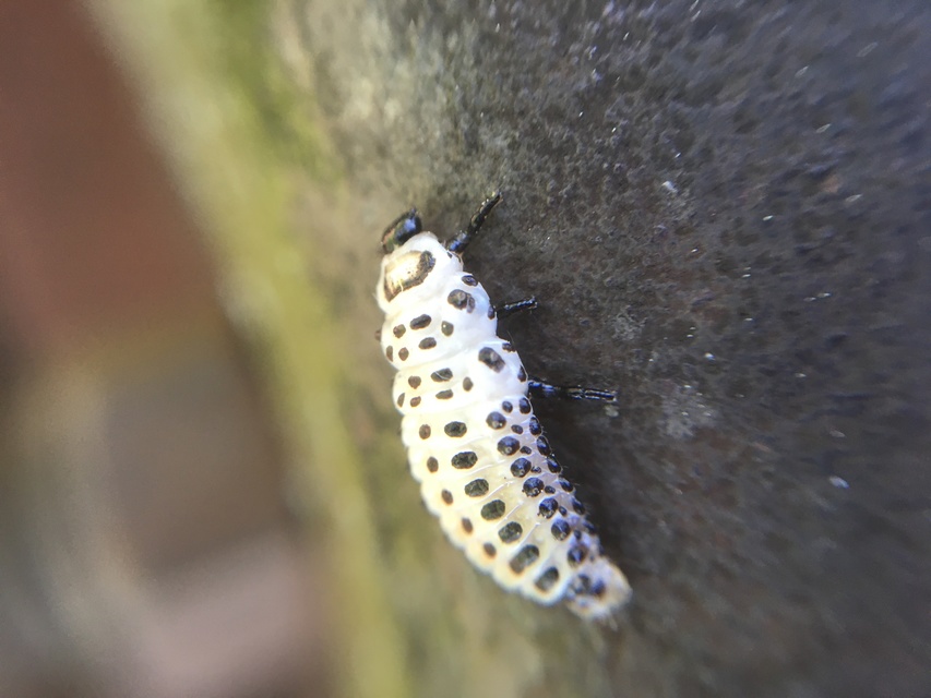 Chrysomela