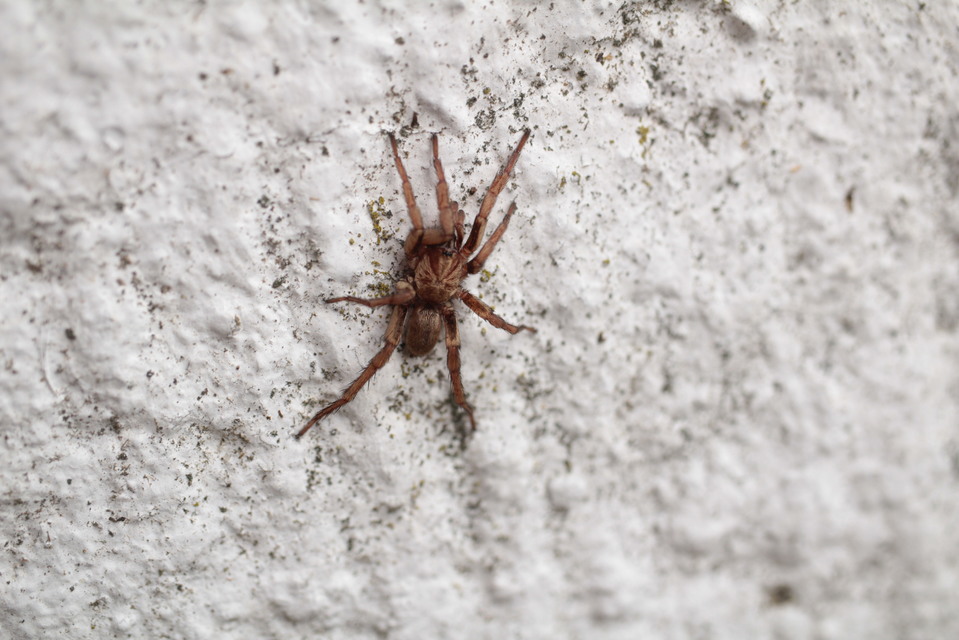 Nemesia budensis/pannonica