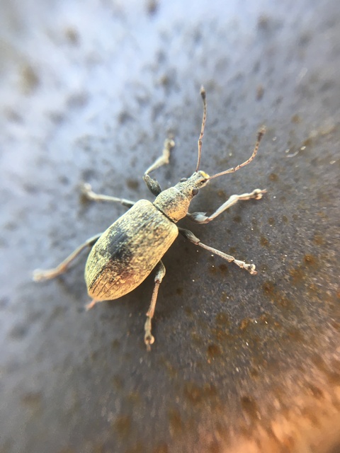 Phyllobius pomaceus - csalán-levélormányos