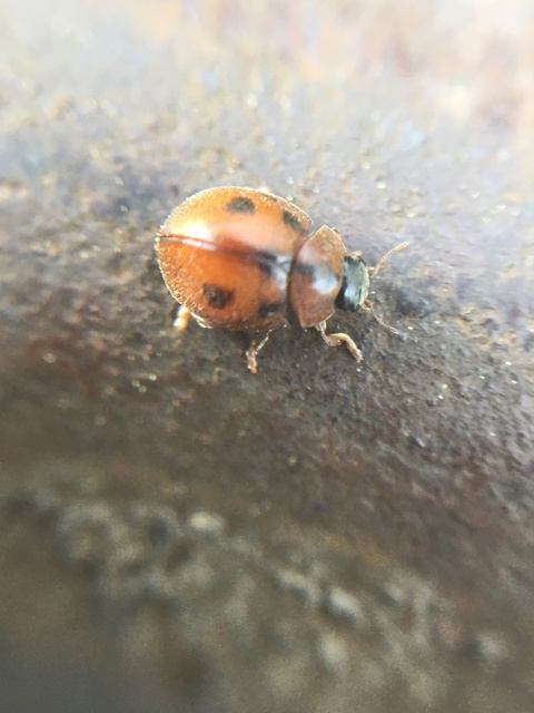 Cynegetis impunctata - pázsitfűböde