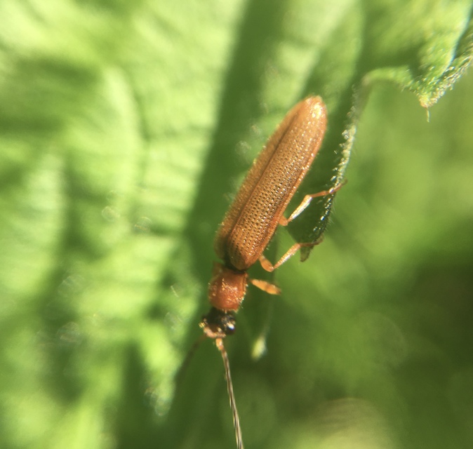 Denticollis linearis - dülledtszemű pattanó