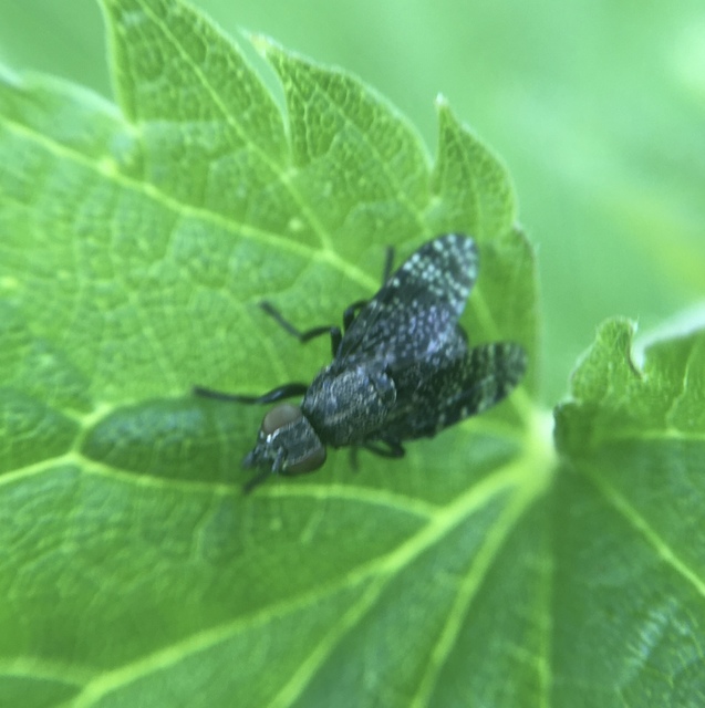 Platystoma seminationis