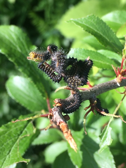 Saturnia pavoniella/pavonia