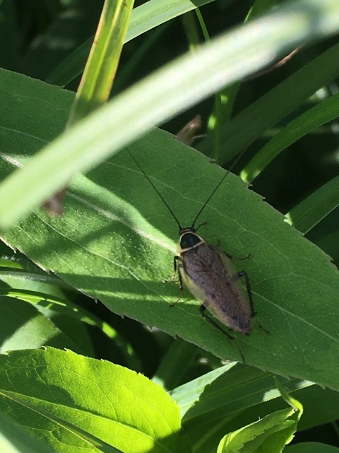 Ectobius sylvestris - fekete erdeicsótány